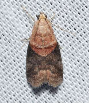 Image of <i>Acrobasis caryalbella</i> Ely 1913