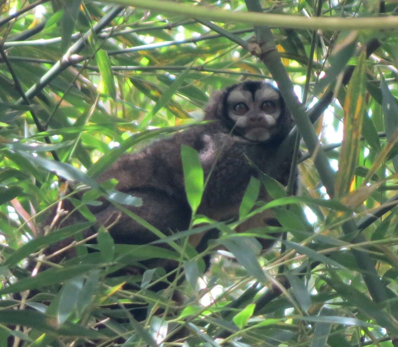 Image of Colombian Night Monkey