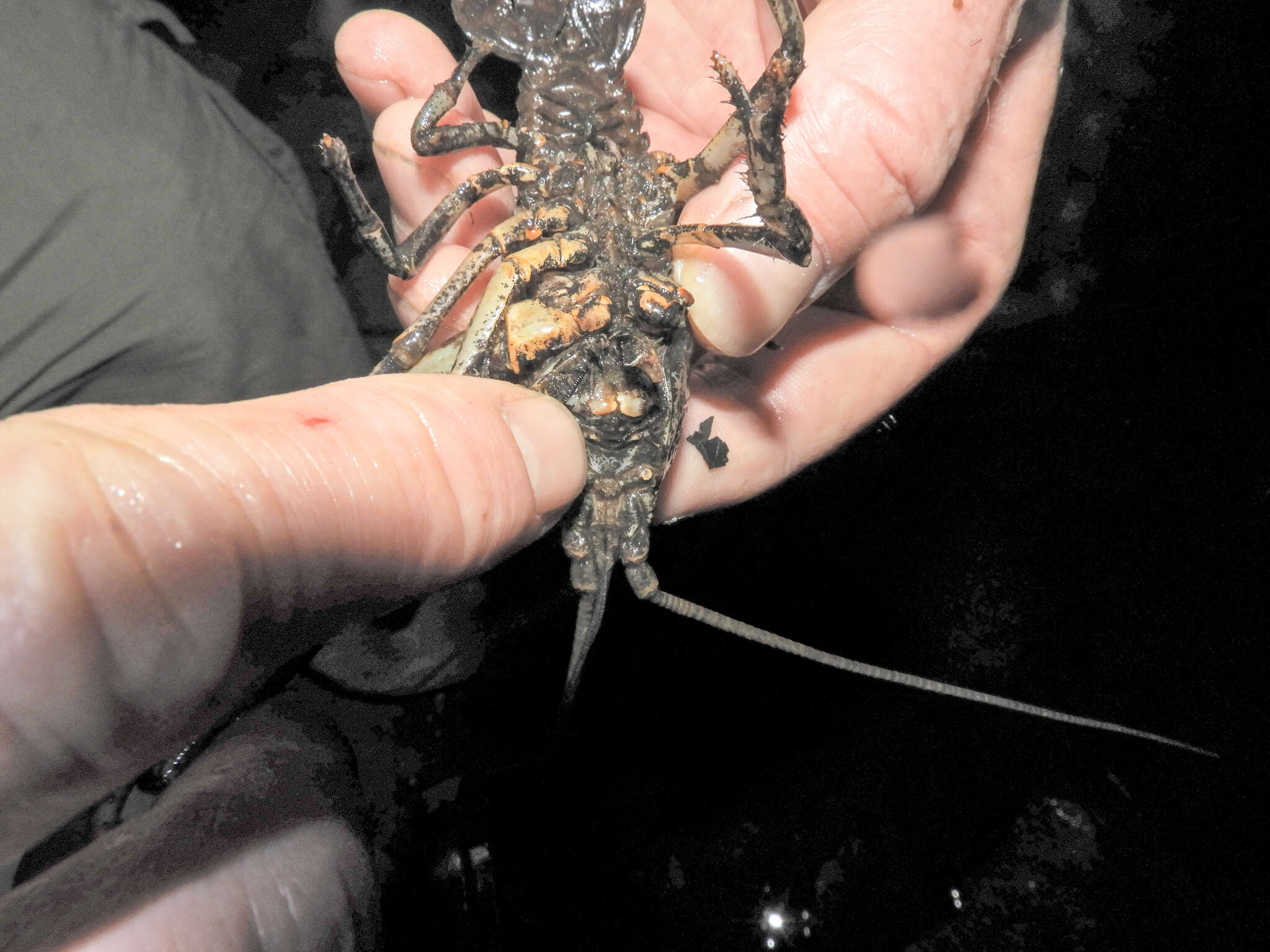 Image of Rock Crayfish