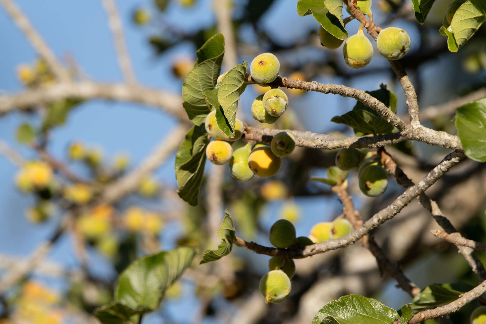 Sivun Ficus sycomorus subsp. gnaphalocarpa (Miq.) C. C. Berg kuva