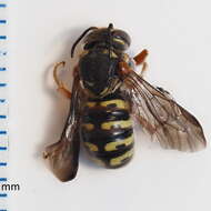 صورة Dianthidium texanum (Cresson 1878)