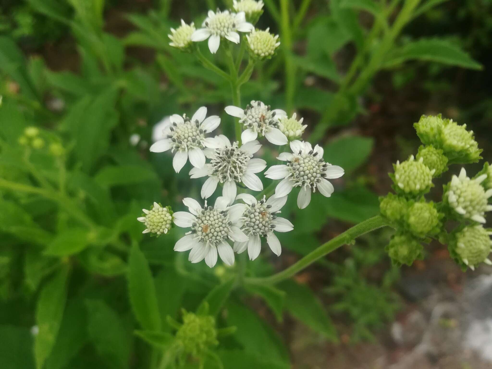 Imagem de Verbesina microptera DC.