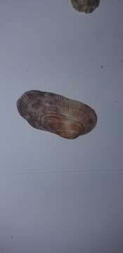 Image of bearded ark shell