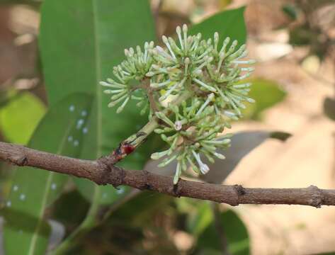 Image of torch tree