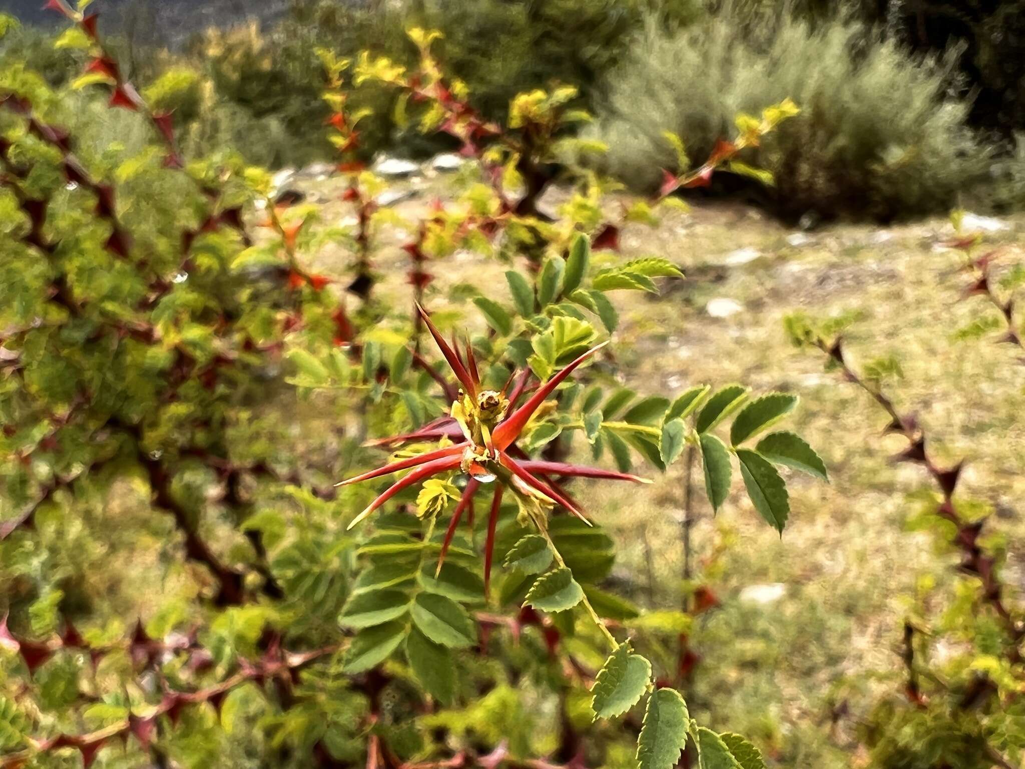 Plancia ëd Rosa omeiensis Rolfe