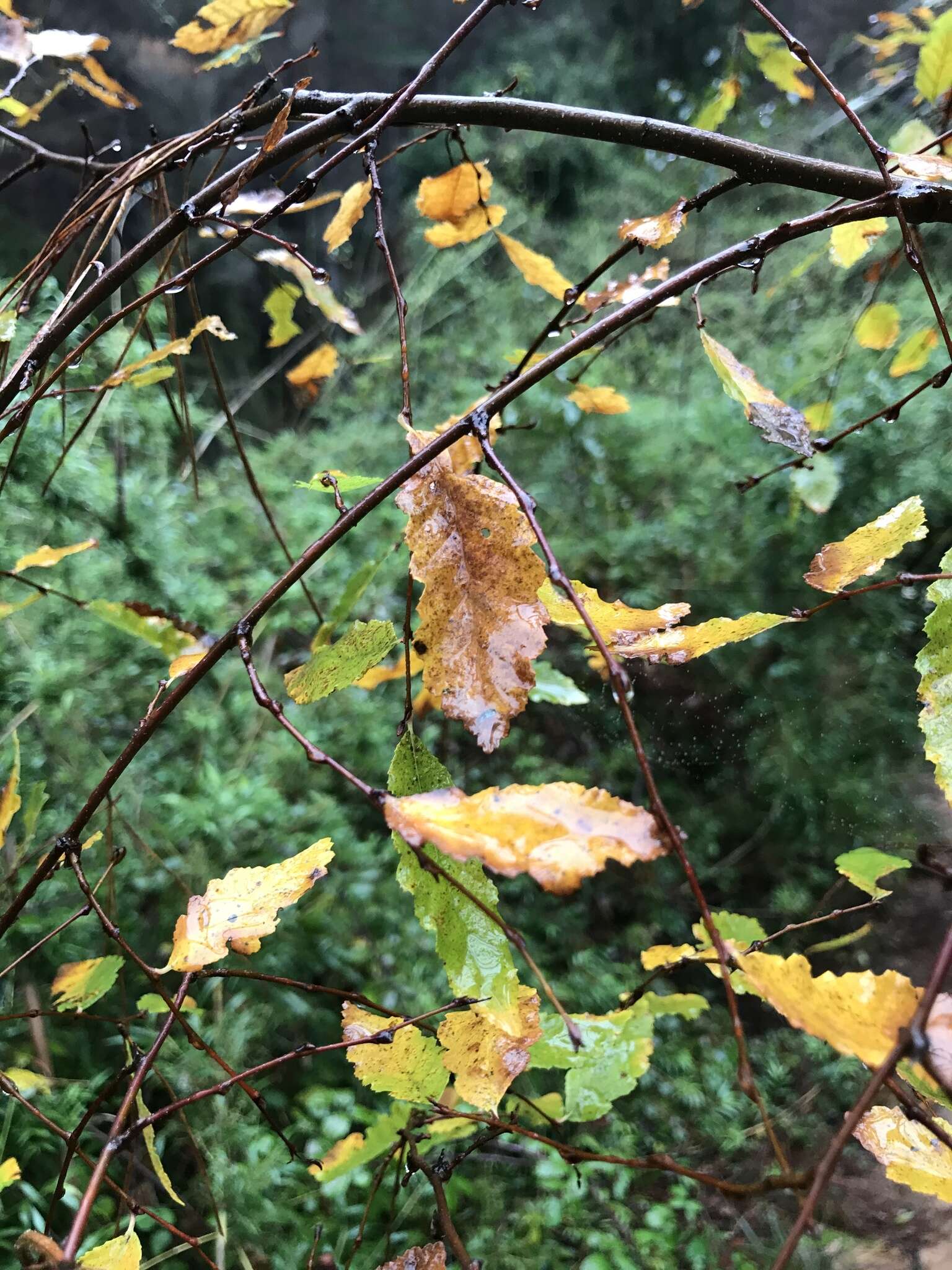 Image de Nothofagus obliqua (Mirb.) Oerst.