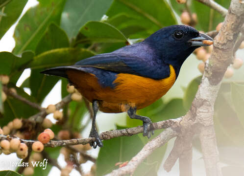 Image of Rufous-bellied Euphonia