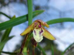 Image of Maxillaria humilis (Link & Otto) Schuit. & M. W. Chase
