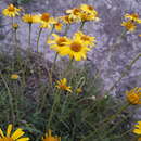 Image of Acmella decumbens var. affinis (Hook. & Arnott) R. K. Jansen