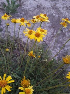 Image of creeping spotflower