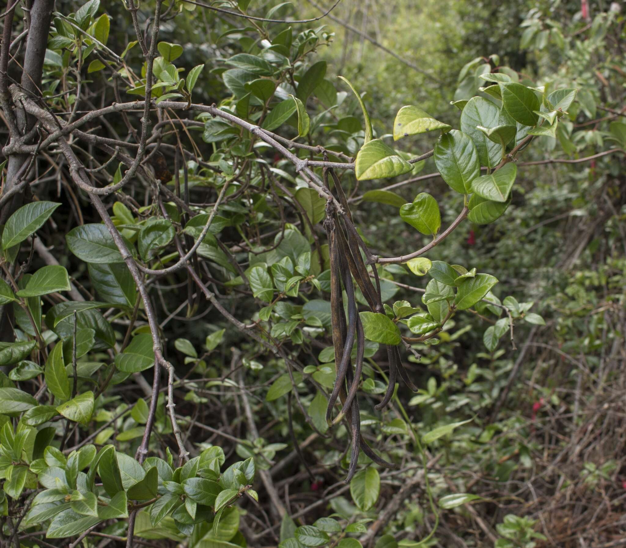 Image of Mandevilla pubescens (Willd. ex Roem. & Schult.) J. F. Morales