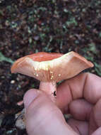 Image of Lactarius xanthogalactus Peck 1907