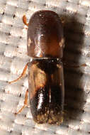 Image of Monarthrum fasciatum Wood & Bright 1992