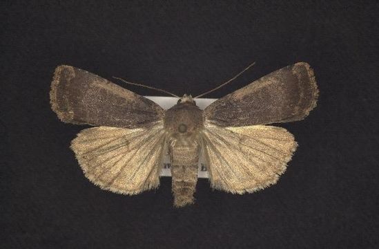 539.rdnmb cnc noctuoidea10717 1131375734 jpg.580x360