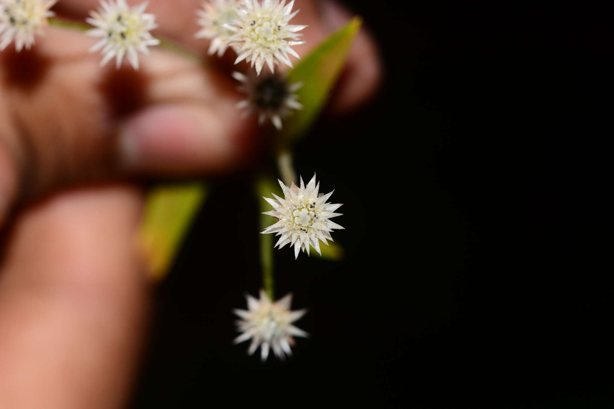 Image de Eriocaulon stellulatum Körn.