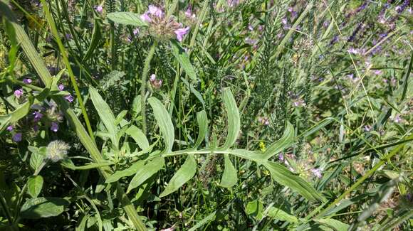 Image of Centaurea scabiosa subsp. apiculata (Ledeb.) A. D. Mikheev