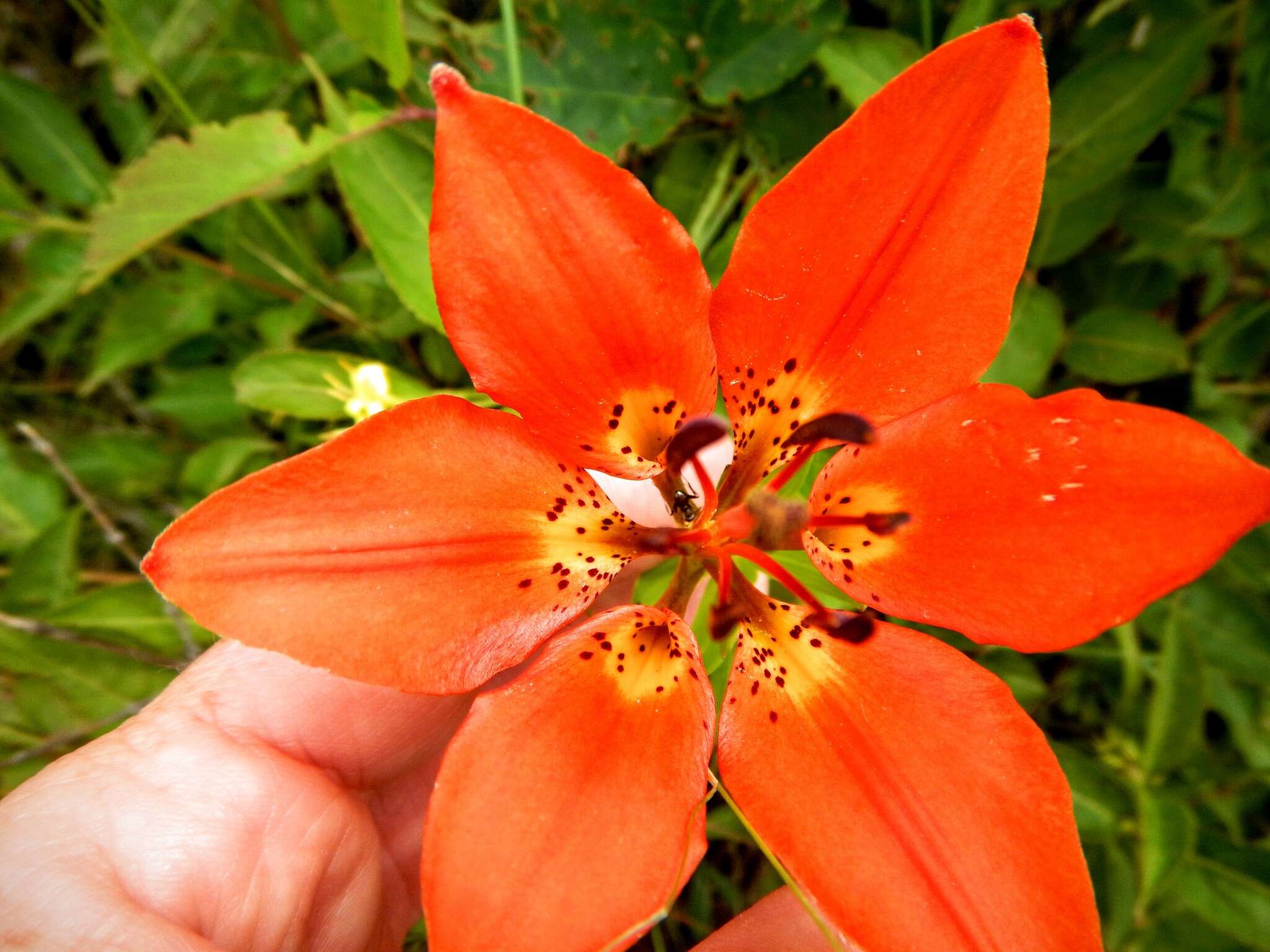 Lilium philadelphicum L. resmi