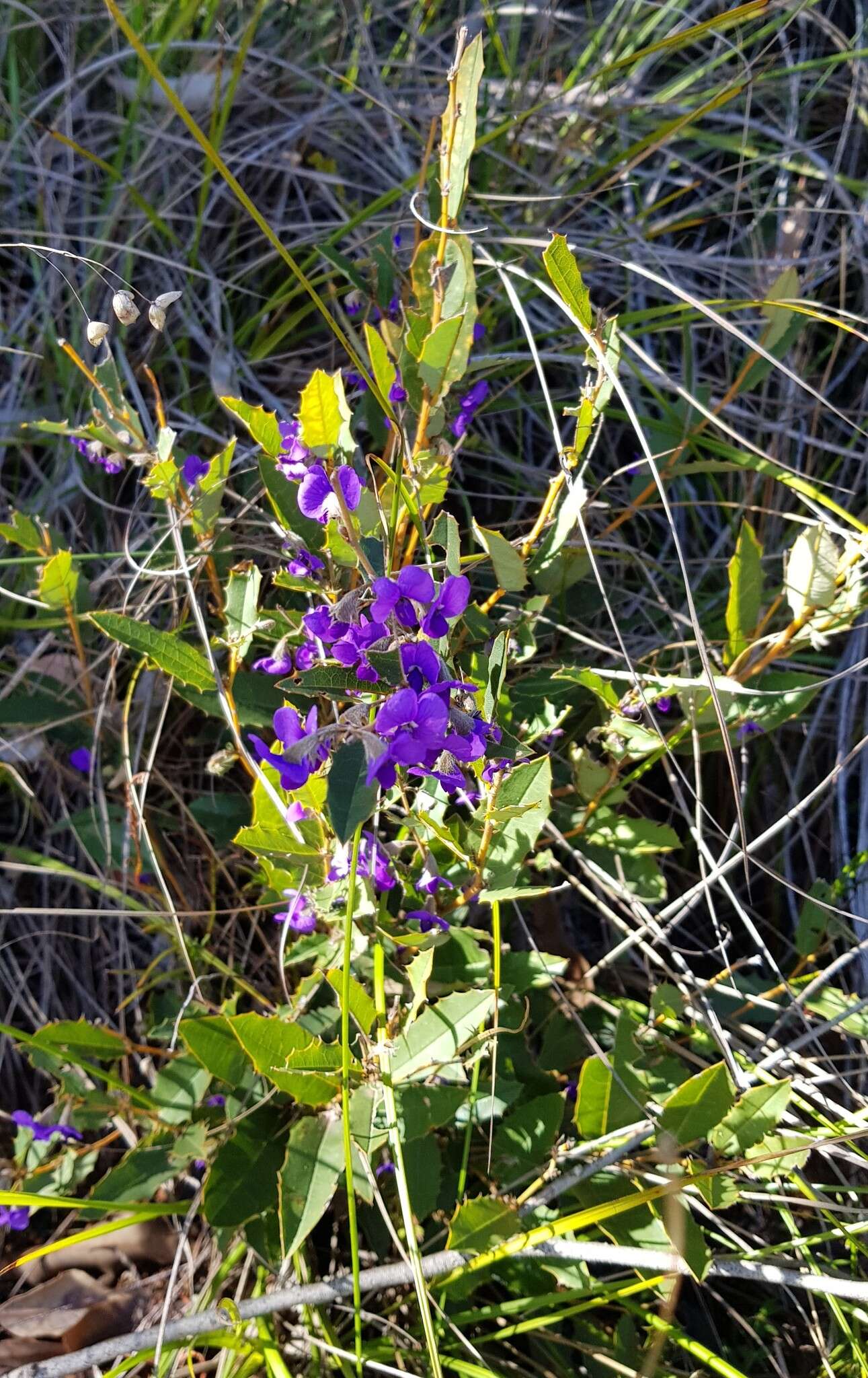 Image of Holly-leaved Hovea