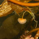 Image of Sycozoa gaimardi (Herdman 1886)