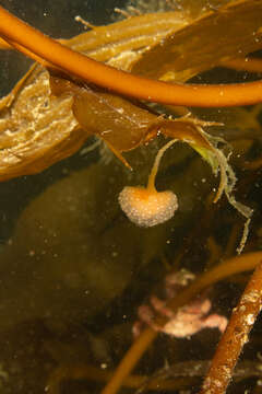 Image of Sycozoa gaimardi (Herdman 1886)