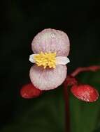 Слика од Begonia consobrina Irmsch.