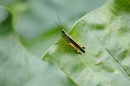 Image of Ceracris nigricornis Walker & F. 1870