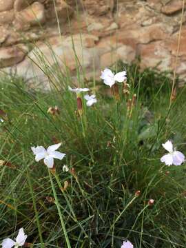 Image of Dianthus basuticus subsp. basuticus