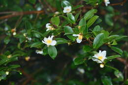 Image of Camellia brevistyla (Hayata) Cohen-Stuart