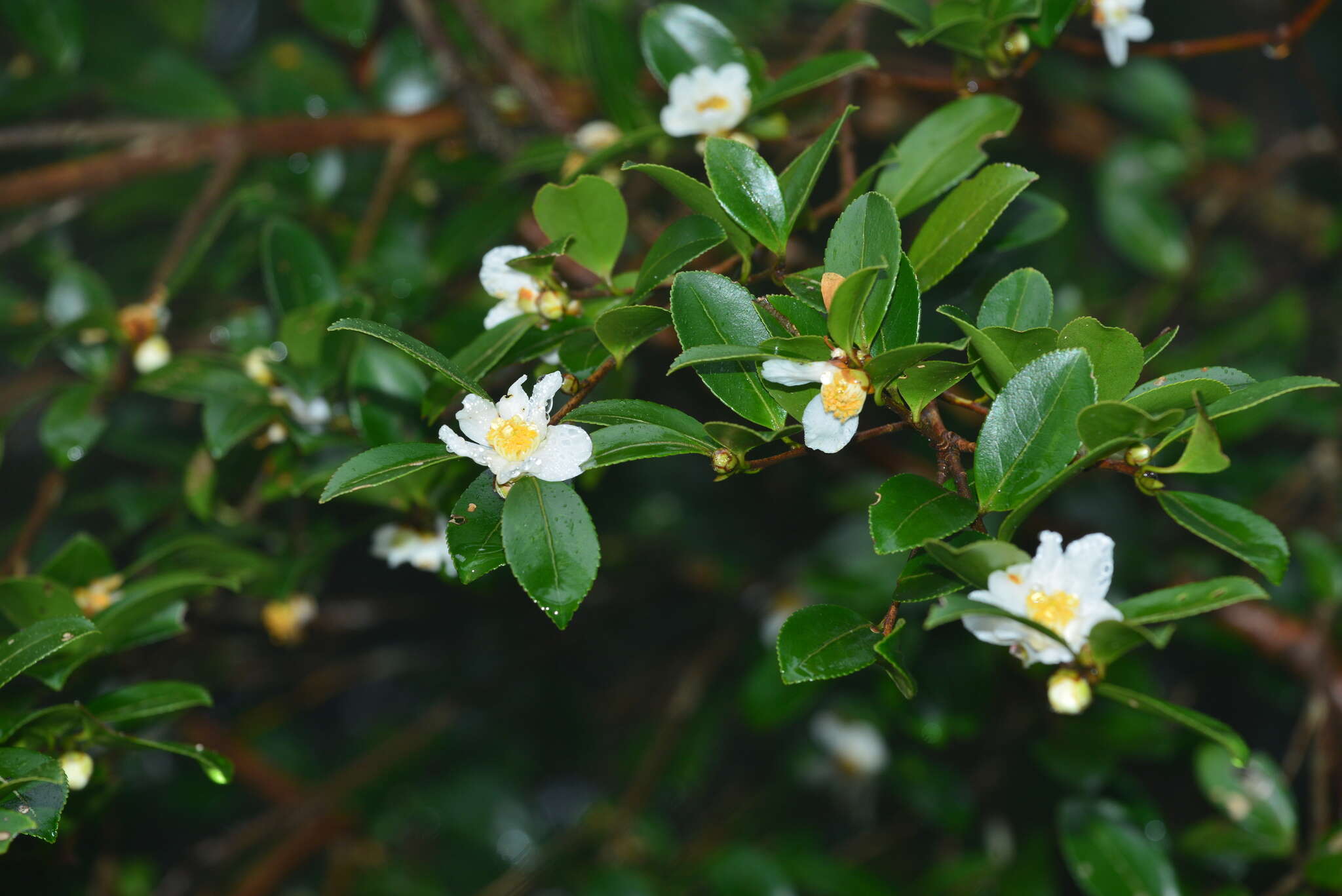 Image of Camellia brevistyla (Hayata) Cohen-Stuart