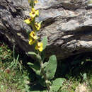 Image of Verbascum conocarpum Moris