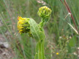 Image of Verbesina tetraptera (Ortega) A. Gray