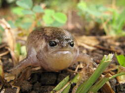 Image of Plaintive Rain Frog