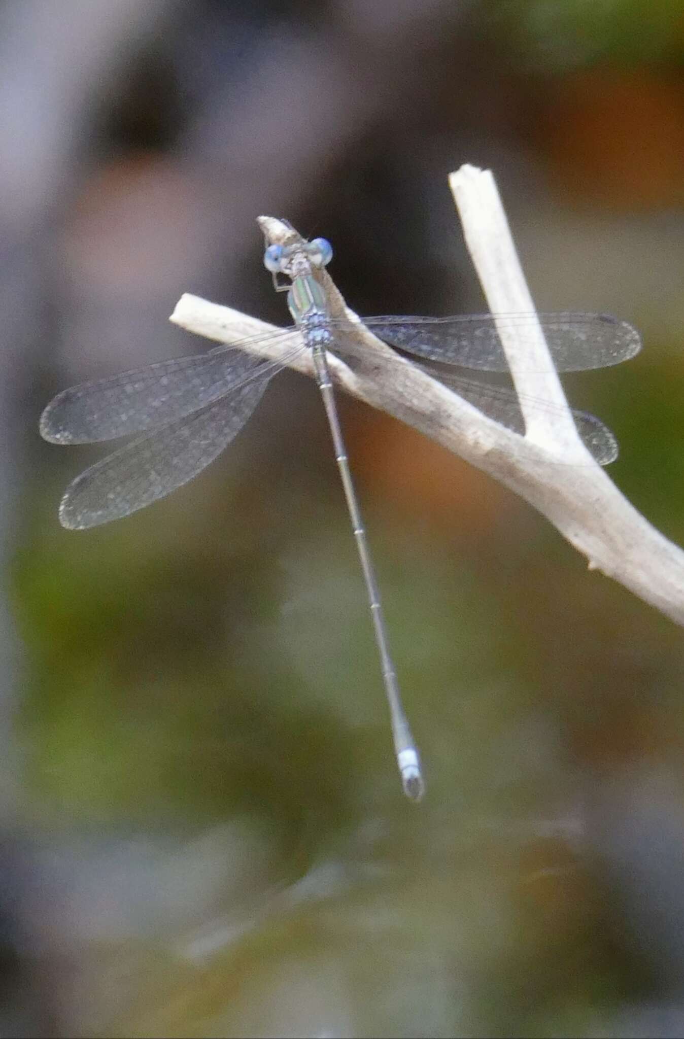 Image of Lestes spumarius Hagen ex Selys 1862