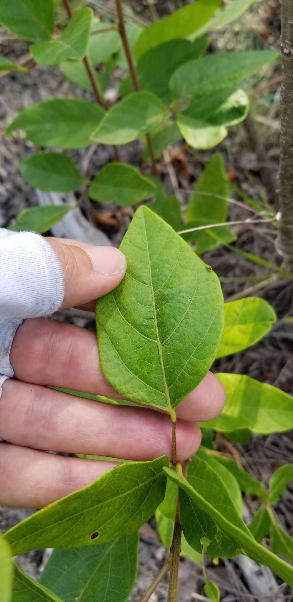 Sivun Desmodium fernaldii B. G. Schub. kuva