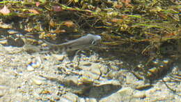 Image of Minckley's cichlid