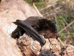 Image of Myotis indochinensis Son, Görföl, Francis, Motokawa, Estók, Endo, Thong, Dang, Oshida & Csorba 2013