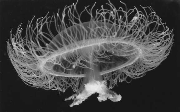 Image of Hydroid