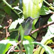Image of White-throated Mountain-gem
