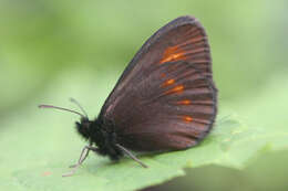 Image of Eriphyle Ringlet