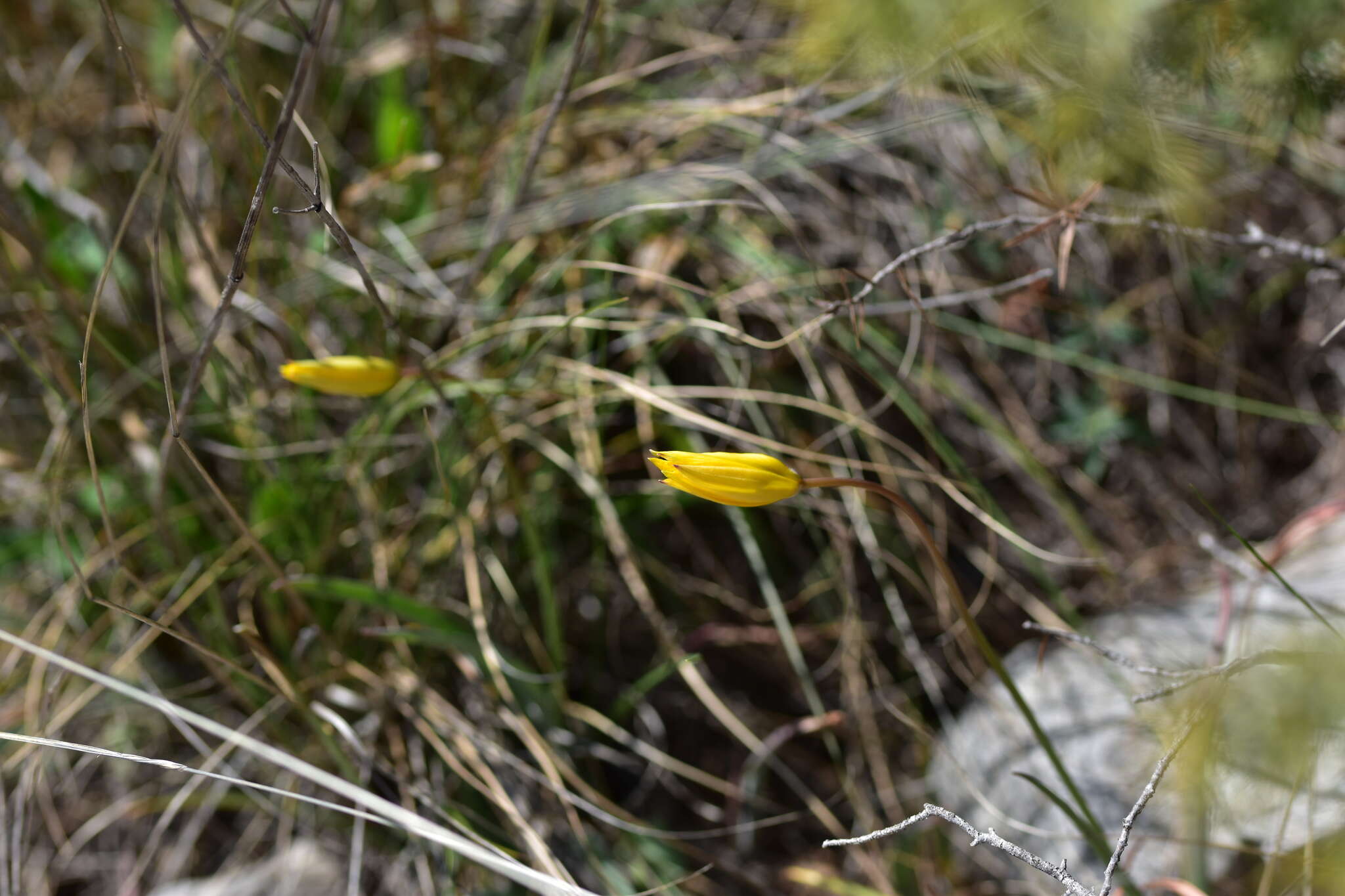 Image of Tulipa sylvestris subsp. sylvestris