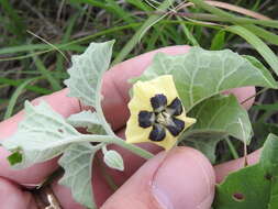 Image de Physalis cinerascens A. S. Hitchcock