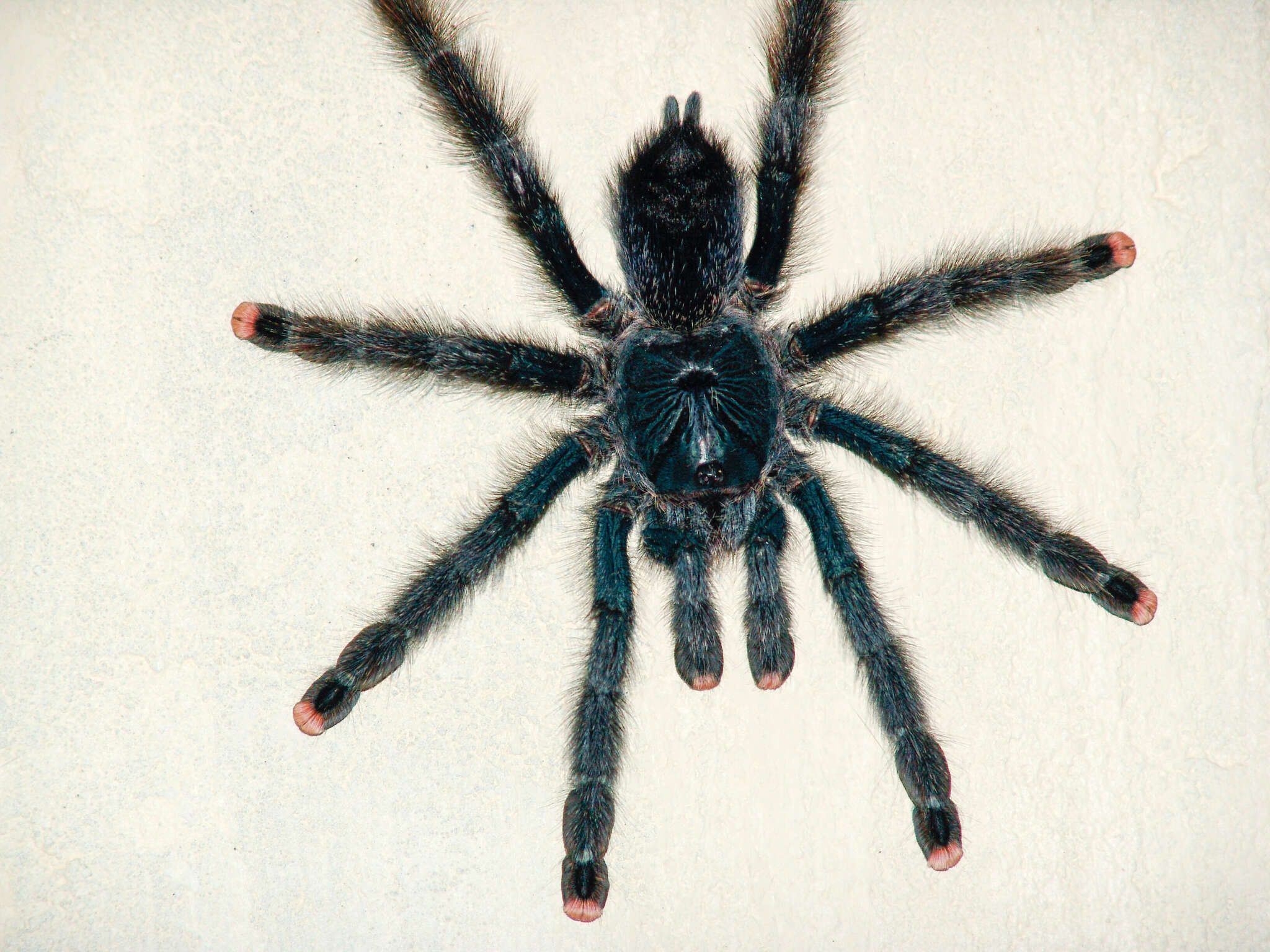 Image de Avicularia avicularia (Linnaeus 1758)