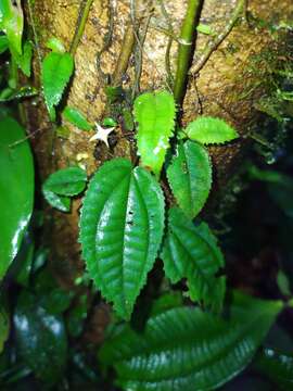 Image of Miconia neoepiphytica Michelang.