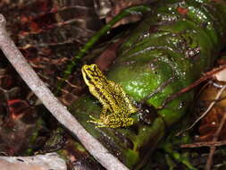 Image of Rancho Grande Harlequin Frog