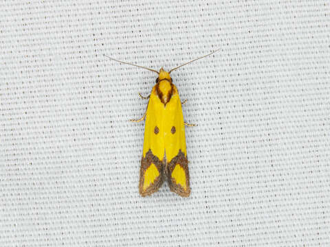 Image of Sulfur knapweed root moth