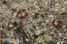 Image of boreal cup lichen