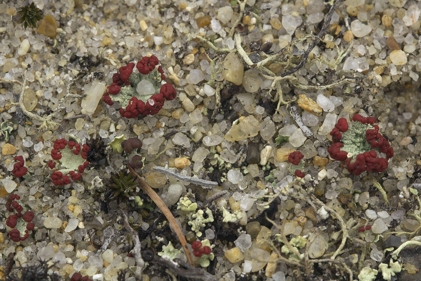 Imagem de Cladonia borealis S. Stenroos