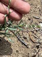 Image of Sawatch Knotweed