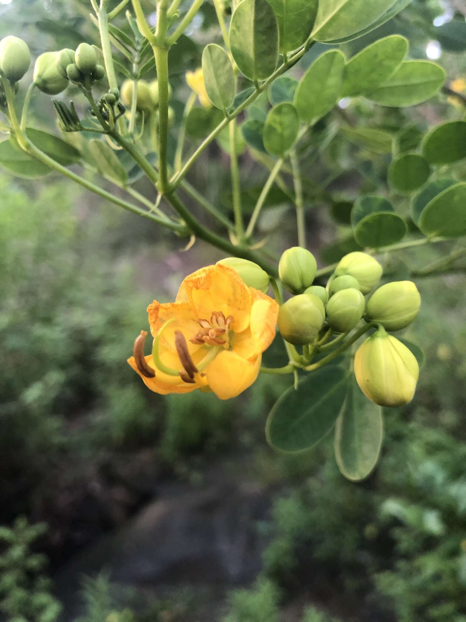 Senna pendula var. glabrata (Vogel) H. S. Irwin & Barneby resmi