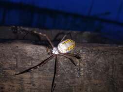 Image of Argiope catenulata (Doleschall 1859)